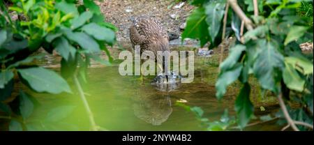 A young black-crowned night heron juvenile Nycticorax nycticorax hiding in a bush, the best photo. Stock Photo