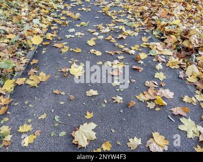 Fallen leaves on a sidewalk in Baia Mare city, Romania, in autumn Stock Photo