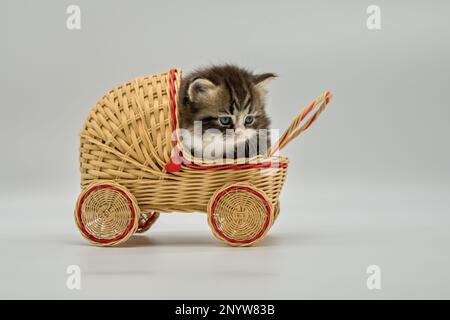 A Siberian kitten is peacefully napping inside a cozy rattan basket carriage Stock Photo