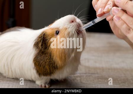 Veterinarian in the clinic gives guinea pig vitamins from syringe. Close-up Stock Photo