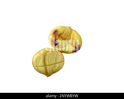 Roasted chestnuts kernel isolated on white background Stock Photo