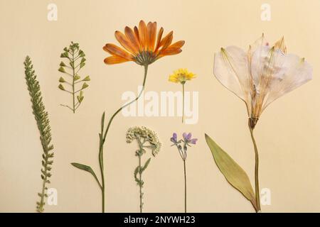 Pressed dried flowers and plants on beige background. Beautiful herbarium Stock Photo