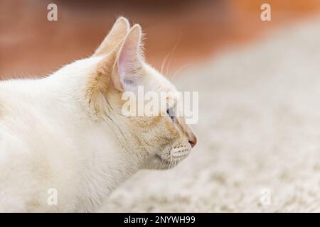 Profile of a white kitten with some tan hairs Stock Photo