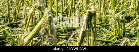 hail and storm damage on maize field Stock Photo