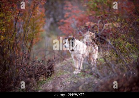 A furry sheepdog keeping watch in the middle of the undergrowth of a meadow Stock Photo