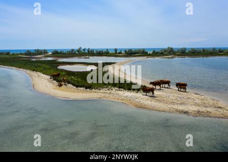 Herd of cows on sandy sea shore, aerial view Stock Photo