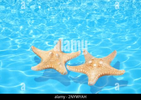 Beautiful sea stars on clear blue water Stock Photo