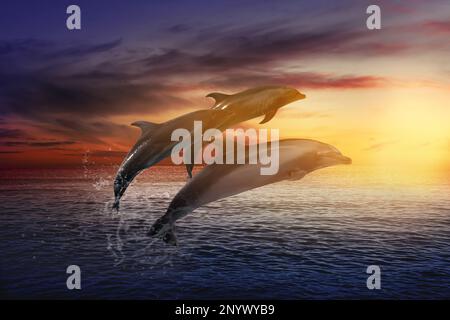 Beautiful bottlenose dolphins jumping out of sea at sunset Stock Photo