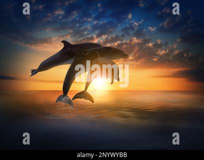 Beautiful bottlenose dolphins jumping out of sea at sunset Stock Photo