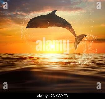 Beautiful bottlenose dolphin jumping out of sea at sunset Stock Photo