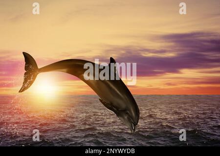 Beautiful bottlenose dolphin jumping out of sea at sunset Stock Photo