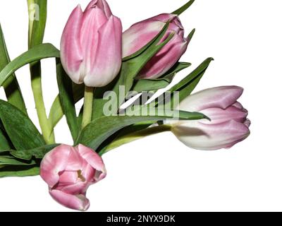 Pink tulips isolated on white background. Tulip flowers Stock Photo