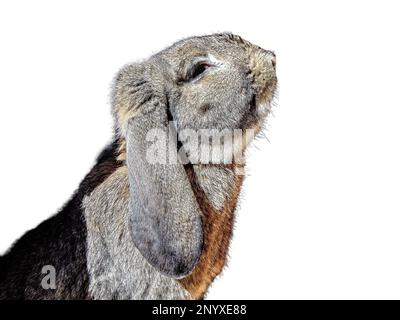 Rabbit isolated on white background Stock Photo