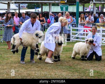 Cute young Valais Blacknose sheep (white shaggy fleece, black faces) & farmers (judging time) - Great Yorkshire Country Show, Harrogate, England, UK. Stock Photo
