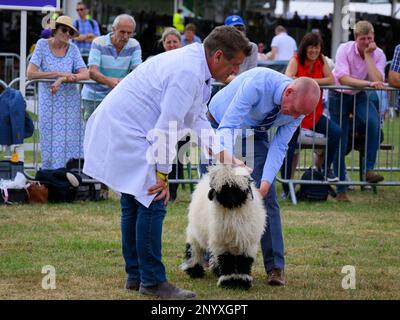 Cute Valais Blacknose sheep (white & black shaggy fleece) stand with farmer (man) for judging - Great Yorkshire Country Show, Harrogate England UK. Stock Photo