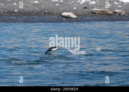 Adélie penguin swimming past Weddell seals - Antarctica Stock Photo