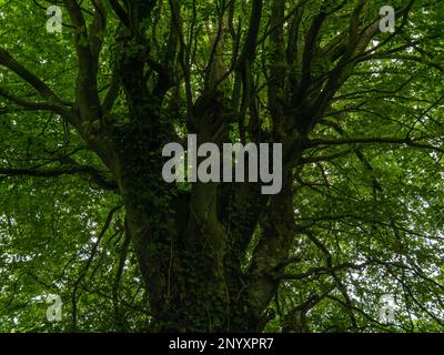 A beautiful branching tree with green foliage. The top of a deciduous tree. Green tree with green leaves Stock Photo