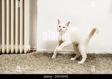 A sweet white kitten playing with her little toy mouse on a gray long-haired rug Stock Photo