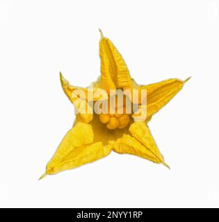 Fresh zucchini yellow flower isolated on white background, soft focus Stock Photo