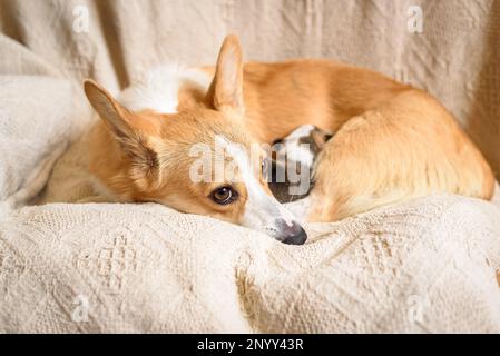 Red mommy dog welsh corgi pembroke with her puppies Stock Photo