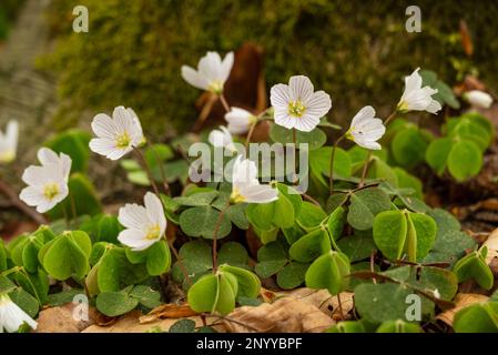 Blooming wood sorrel (Oxalis acetosella), growing underneath a tree in a forest Stock Photo