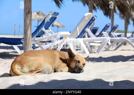 Dog sleeping on a sand on background of deck chairs and parasols. Beach vacation and relax on sea resort Stock Photo