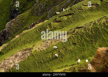 Full frame shot of a flock of sheep grazing on the green, grass-covered landscape on top of the cliffs of Benwee Head, County Mayo, Ireland Stock Photo