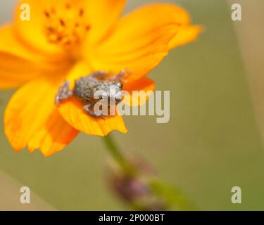 Small frog sitting on petal of orange colored flower with shallow depth of field. Stock Photo