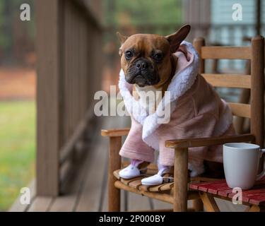 Red fawn french bulldog sitting on rocking chair on outside deck wearing a bathrobe and bunny slippers. Stock Photo