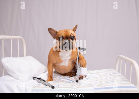Red fawn french bulldog in white hospital like bed with bandages and crutches. Stock Photo