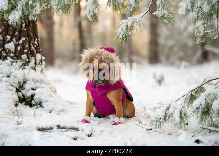 Red fawn french bulldog wearing pink coat sitting in the snow. Stock Photo