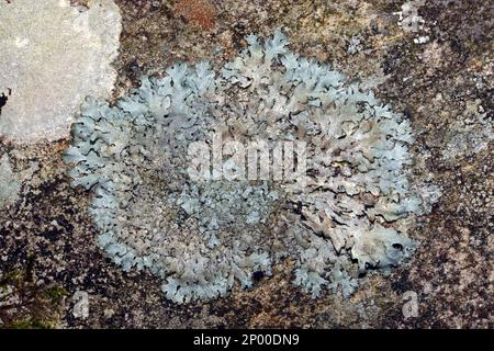 Parmelia saxatilis is common on rocks and acid barked trees. It is widely distributed in temperate and boreal zones of the northern Hemisphere. Stock Photo
