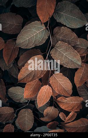 brown japanese knotweed plant leaves in autumn season, brown background Stock Photo