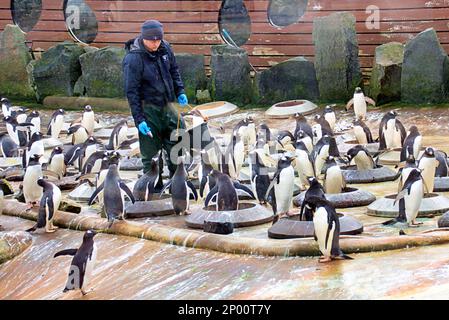 Edinburgh, Scotland, UK 2nd  t March, 2023. UK Weather: rockhopper Penguins singing in the rain. Second day of spring saw rain As the zoo and its animals made the best of it. Credit Gerard Ferry/Alamy Live News Stock Photo