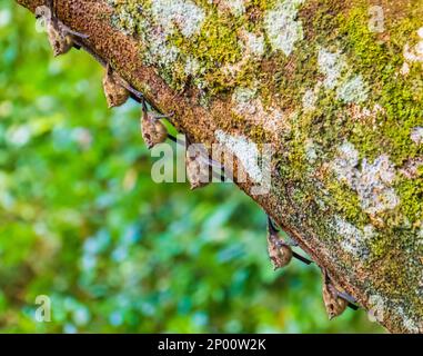 a row of long-nosed bats resting on a tree trunk during the day in Costa Rica Stock Photo