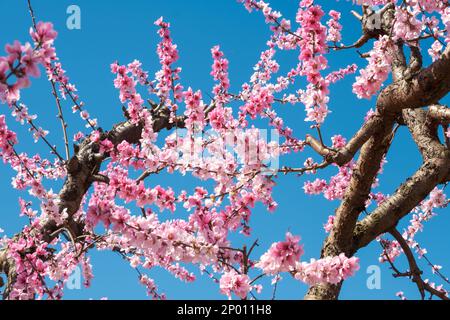 Peach tree branches with pink flowers against a blue sky. Stock Photo