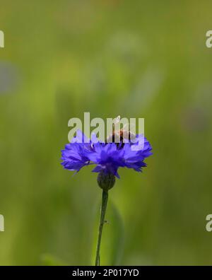 A bee perches on a purple cornflower. Stock Photo