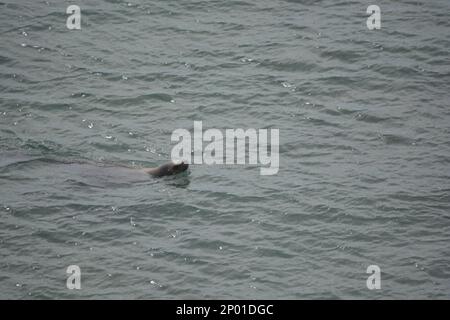 Sea lions in the protected area of Punta Loma, Puerto Madryn.  Punta Loma Lobería Reserve Stock Photo