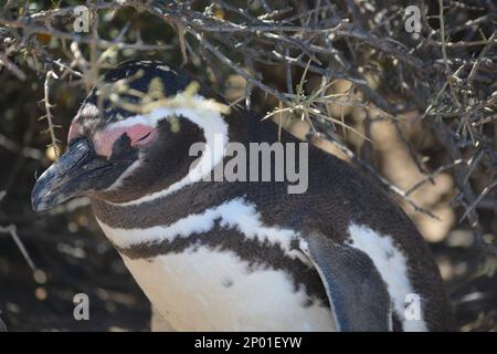 Penguins in Punta TOmbo, Chubut, Argentina Stock Photo