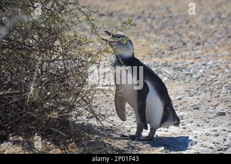 Penguins in Punta TOmbo, Chubut, Argentina Stock Photo