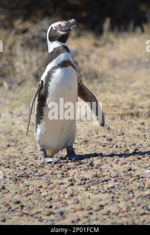 Penguins in Punta TOmbo, Chubut, Argentina Stock Photo