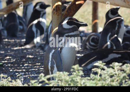 Penguins in Punta TOmbo, Chubut, Argentina Stock Photo