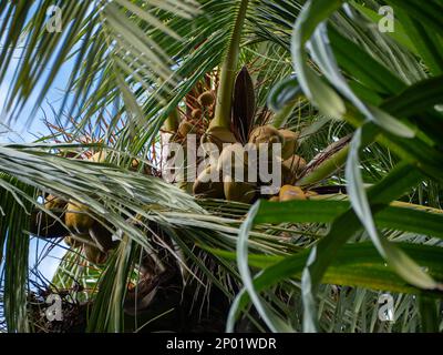 Coconuts on a coconut tree in the rainforest Stock Photo
