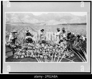 Scene on a pineapple plantation, with harvested pineapples, Hawaii. Frank and Frances Carpenter Collection, Pineapples,Hawaii,1910-1930, Harvesting,Hawaii,1910-1930, Pineapple plantations,Hawaii,1910-1930. Stock Photo