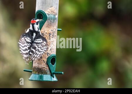 Małe downy woodpecker at bird feeder Stock Photo