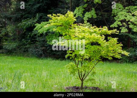 Japanese maple flowers and samara. After the flowers bloom in spring, they attach propeller-shaped samara, and then they soar in the wind and fall to Stock Photo