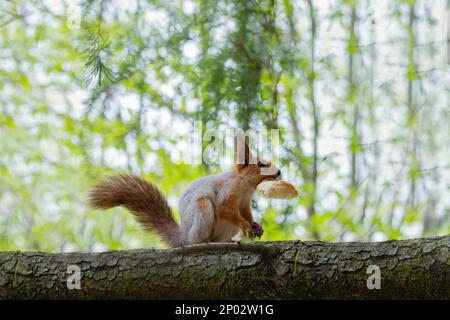Squirrel on the tree. High quality photo, Selective focus Stock Photo