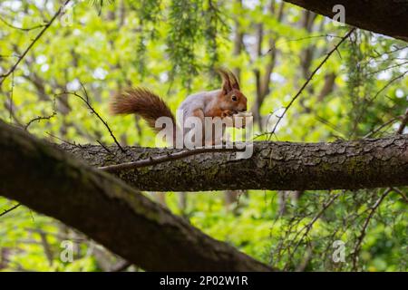 Squirrel on the tree. High quality photo, Selective focus Stock Photo