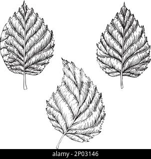 Vector illustration of raspberry leaves. Sketch black and white drawn with ink. Stock Vector