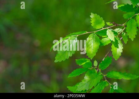 A species of the Zelkova tree, Zelkova serrata, keyaki, Japanese zelkova , Kinme keyaki. A tree species often used in bonsai. Young green yellow leave Stock Photo